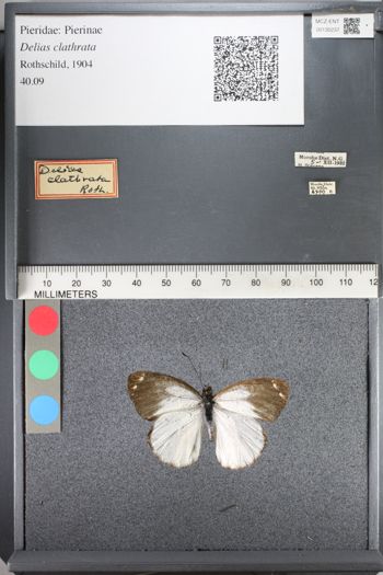 Media type: image;   Entomology 130237